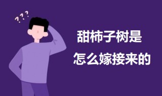 甜柿子嫁接方法 甜柿子树是怎么嫁接来的