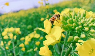 勤劳的小蜜蜂什么意思 怎么用小蜜蜂造句