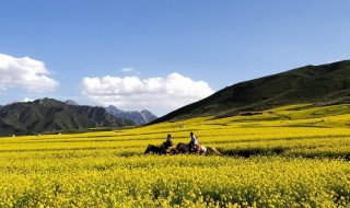 走马观花的正确意思 走马观花的正确意思 是什么