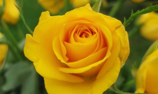 黄玫瑰花语是什么 黄玫瑰花语