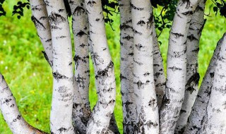 种白桦树的方法 怎么种植树