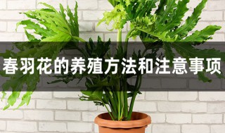 春羽花养殖方法 春羽花的养殖方法和注意事项