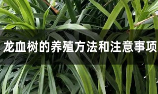 龙血树养殖方法 龙血树的养殖方法和注意事项