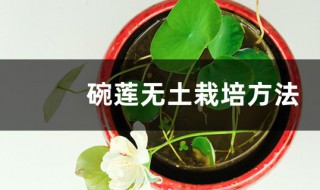 碗莲的无土种植方法 碗莲无土栽培方法介绍