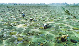 芡实的种植技术方法 芡实种植技术介绍