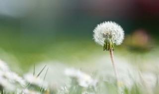 蒲公英种植方法 如何种植蒲公英