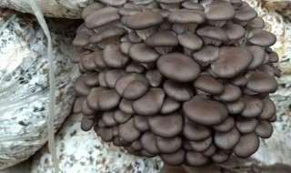 废弃的平菇如何做肥料 平菇怎么做肥料呢