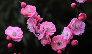 梅花的性格特点 梅花有什么性格特点