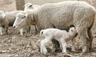 哺乳羊的喂养方法 如何饲养哺乳期母羊