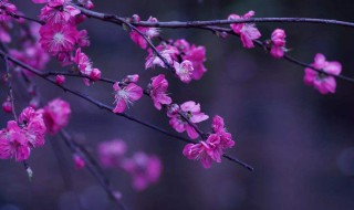 桃花谢了春红太匆匆是哪首词的 桃花谢了春红太匆匆古诗词出处