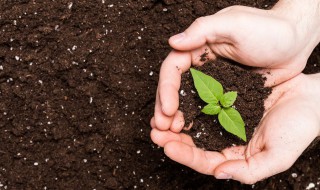 挖绿植技巧 挖掘绿植或者树苗的方法