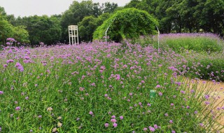 马鞭草什么季节开花 马鞭草的介绍