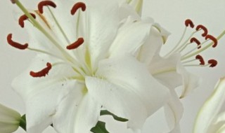 白合花代表什么意思 白合花的花语