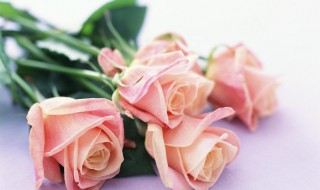 玫瑰花瓣怎么保存 玫瑰花瓣的保存方法