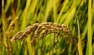籼稻的储存方法 籼稻怎么储存