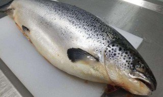 挪威三文鱼养殖方法 挪威三文鱼如何养殖
