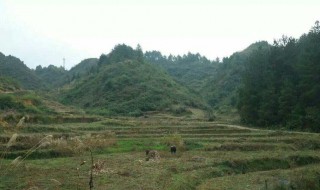 坟地风水学入门知识 坟地风水学知识如下