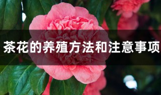 野生茶花养护方法 茶花的养殖方法和注意事项