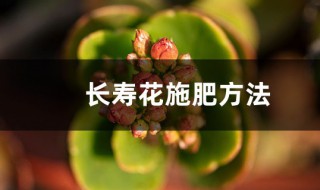 长寿花的施肥方法 长寿花的施肥注意事项