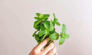 薄荷越长越细怎么办 该怎么处理薄荷越长越细这种情况