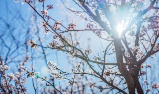 什么的梅花填合适词语 什么的梅花填空