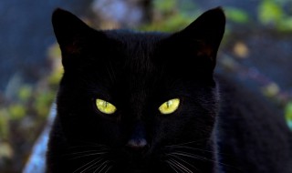 为什么有些动物夜里眼睛会发光 具有这种眼睛的动物有什么好处