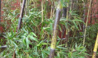 斑竹是什么地方产的 斑竹简单介绍
