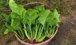 菠菜汁打卤面步骤 菠菜汁打卤面的做法