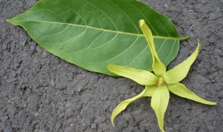 依兰花的禁忌 依兰花有什么禁忌