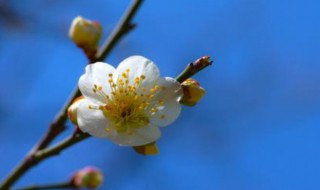 梅花香自苦寒来的特点（对于梅花香自苦寒来的理解）