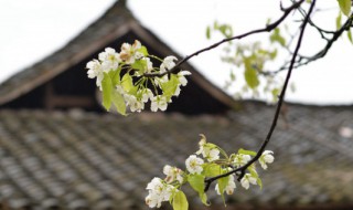 清明节祭祀注意事项（清明节祭祀注意事项温馨提示）