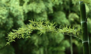 竹子是裸子植物还是被子植物 竹子是裸子植物还是被子植物还是苔藓植物还是蕨类植物