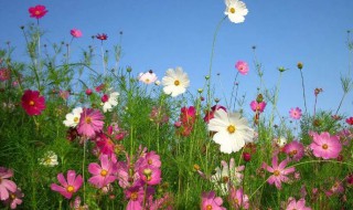 格桑花的花语是什么意思 格桑花的花语介绍