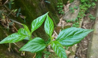 银子菜学名叫什么 银子菜的作用