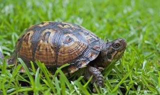 乌龟可以用木屑冬眠 乌龟可以用木屑吗