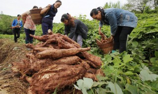 葛根种植方法 葛根怎么种植法