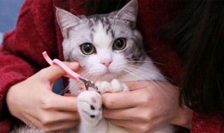 怎样给猫剪指甲 怎样给猫剪指甲不反抗