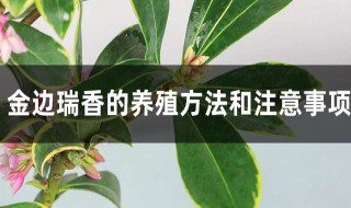 瑞香的种植及养护方法（瑞香的种植及养护方法图片）