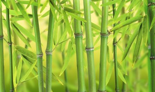 怎么解决竹子野蛮生长 竹子侵略性生长怎么办