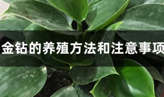 大叶花卉金钻的养殖方法（大叶花卉金钻的养殖方法视频）