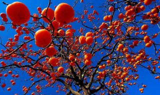 柿子什么时候成熟季节（柿子什么季节成熟）