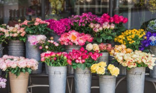 迎春花市宣传语（迎春花市宣传语简短）