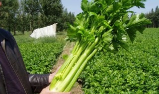 香芹菜种植时间和方法 芹菜的种植方法和时间介绍