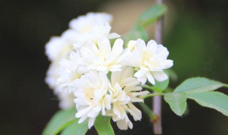 木香花的缺点 木香花的缺点有哪些