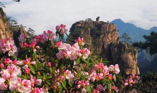 黄山有花吗 黄山市在哪里