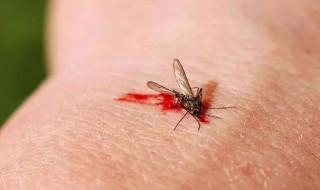 蚊子喜欢什么血型 雌雄蚊子的区别