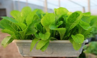 室内种植小白菜的方法 室内种植小白菜的方法视频