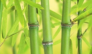 关于竹的排比句子 有关竹子的排比句