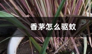 柠檬香茅草如何做驱蚊草（柠檬香茅草如何做驱蚊草用）