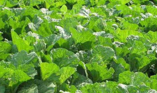 白菜叶面肥的使用方法 小白菜叶面肥用哪种